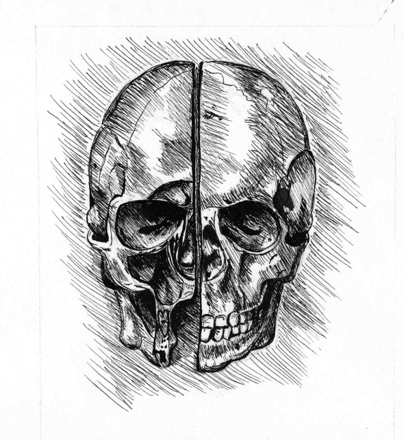 skull copy of a da vinci crowquill pen and ink on paper 