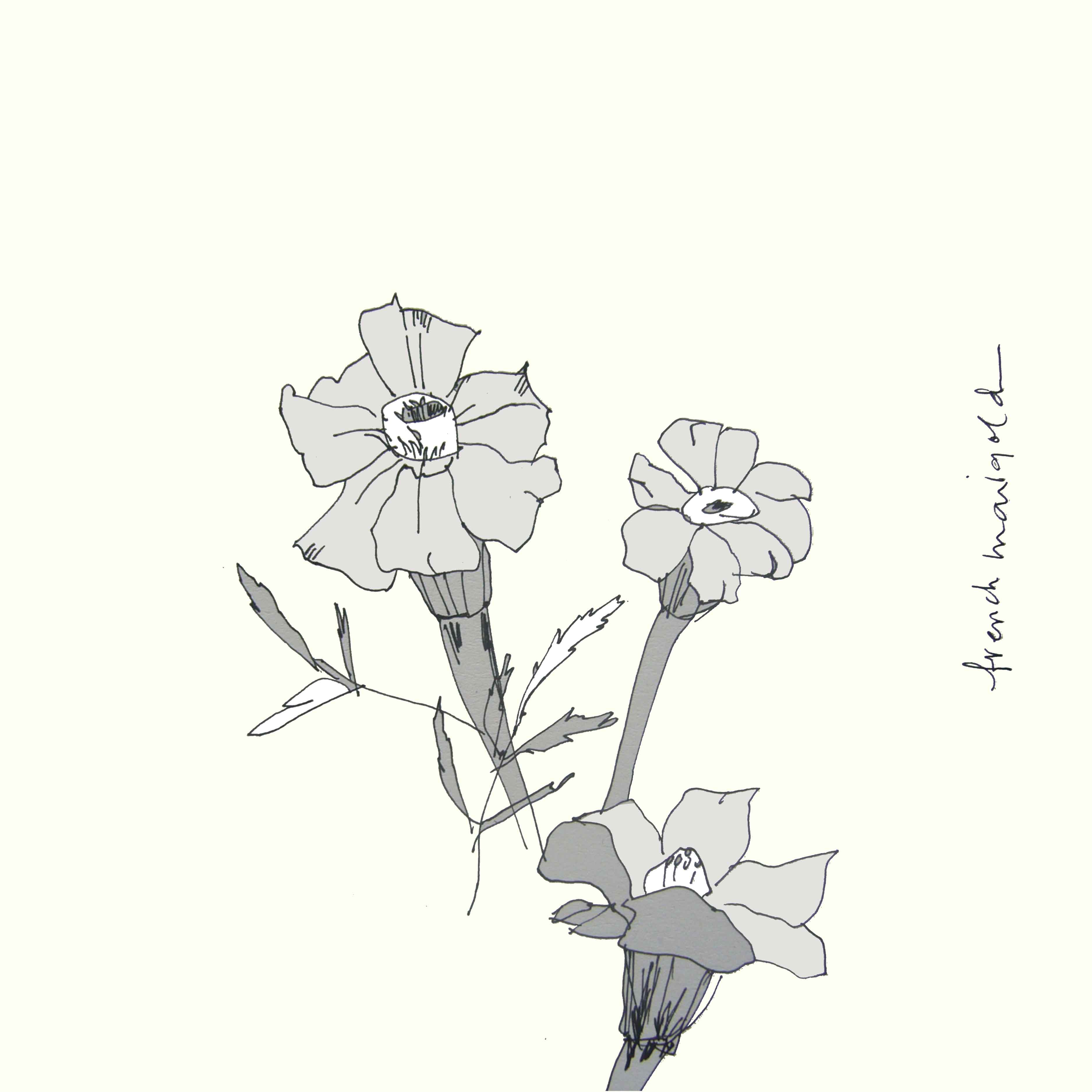 art every day number 65 / drawing / sketchbook / french marigold