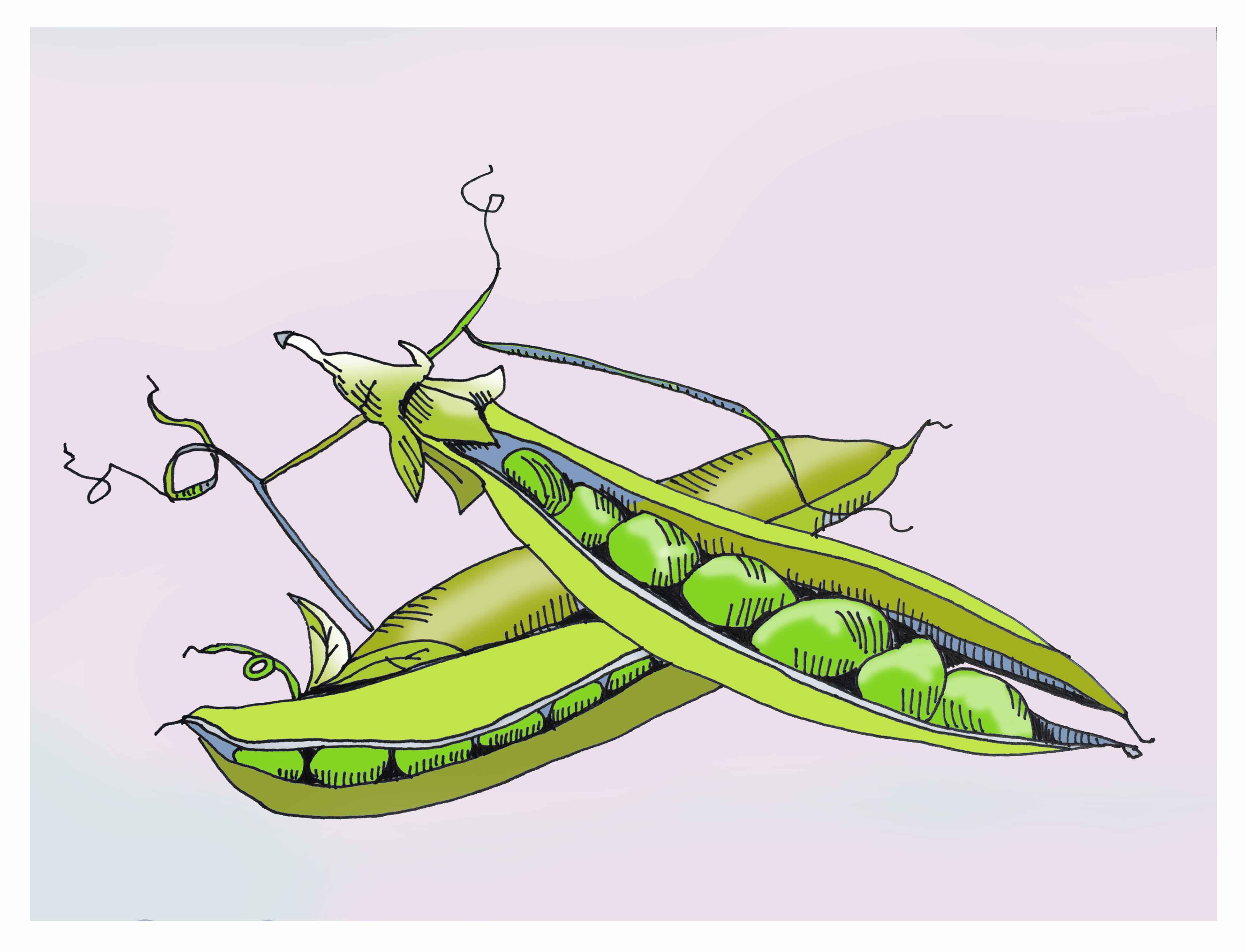 art every day number 133 / illustration / drawing / peas