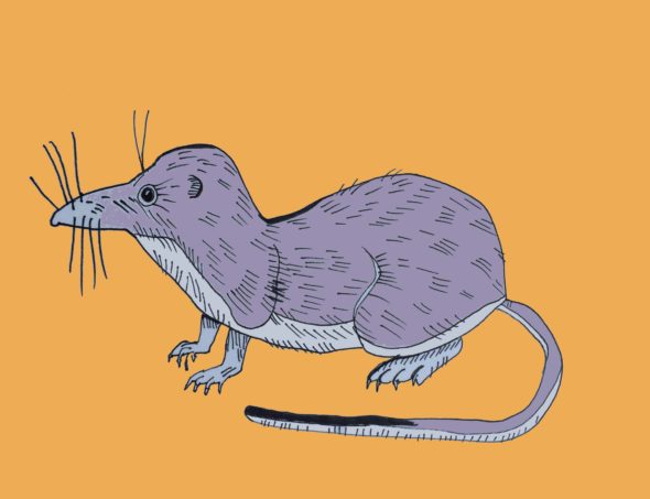 art every day number 146 shrew illustration drawing