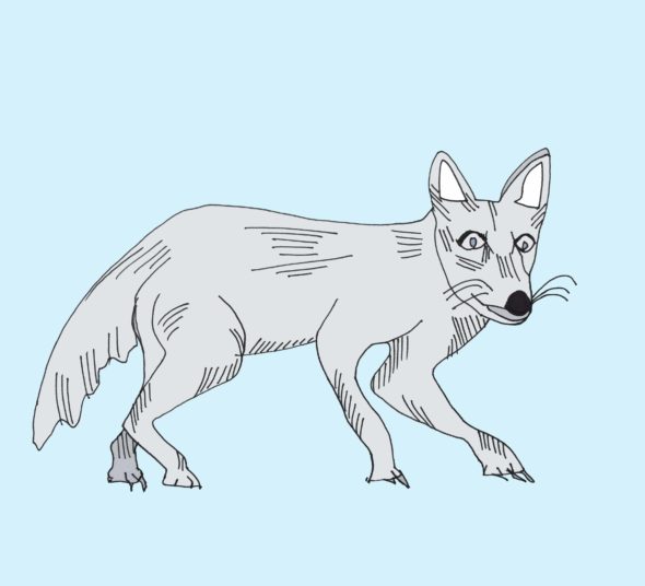 art every day number 171 illustration drawing animal arctic fox