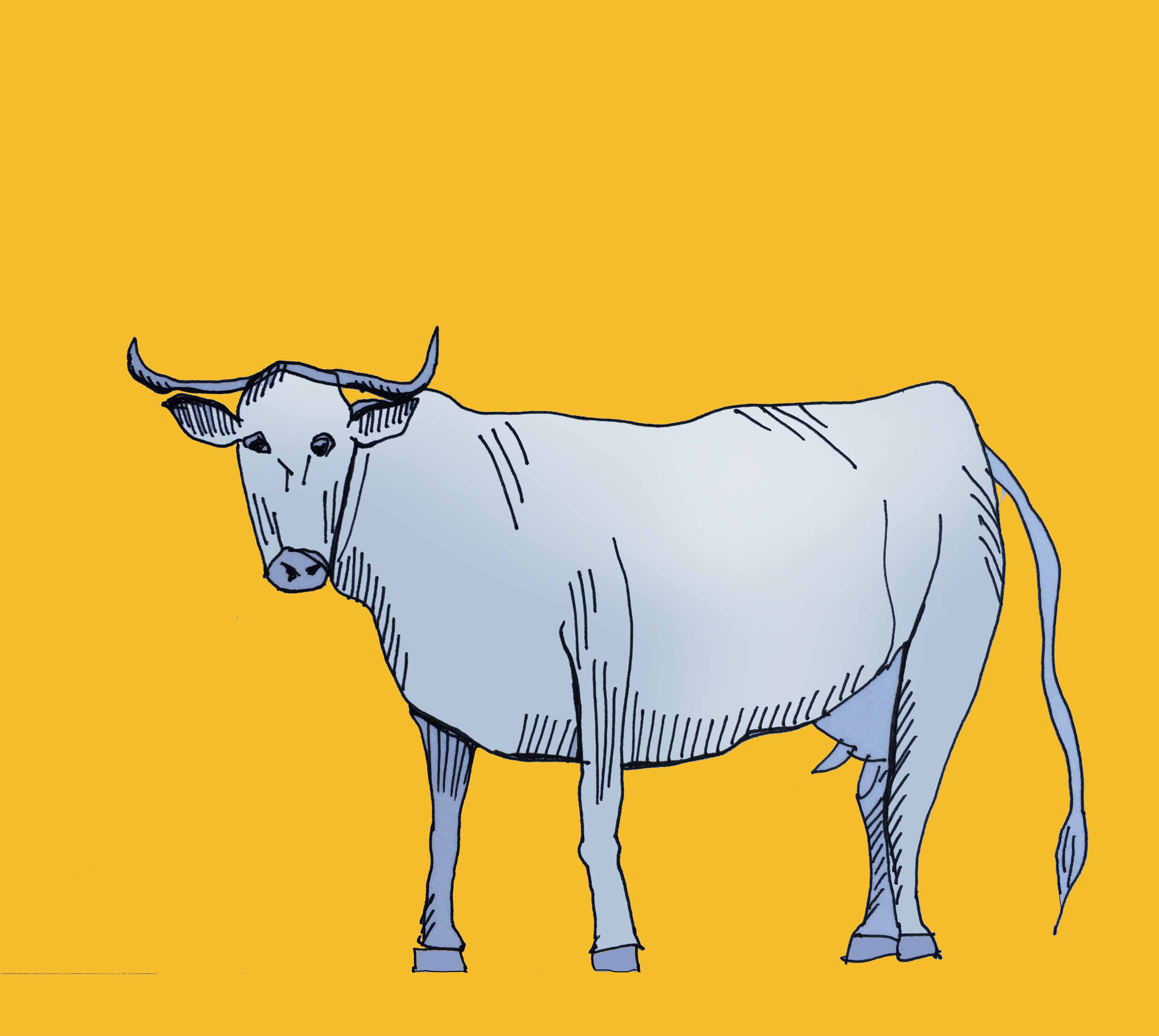 art every day number 168 / illustration / drawing / cow portrait two