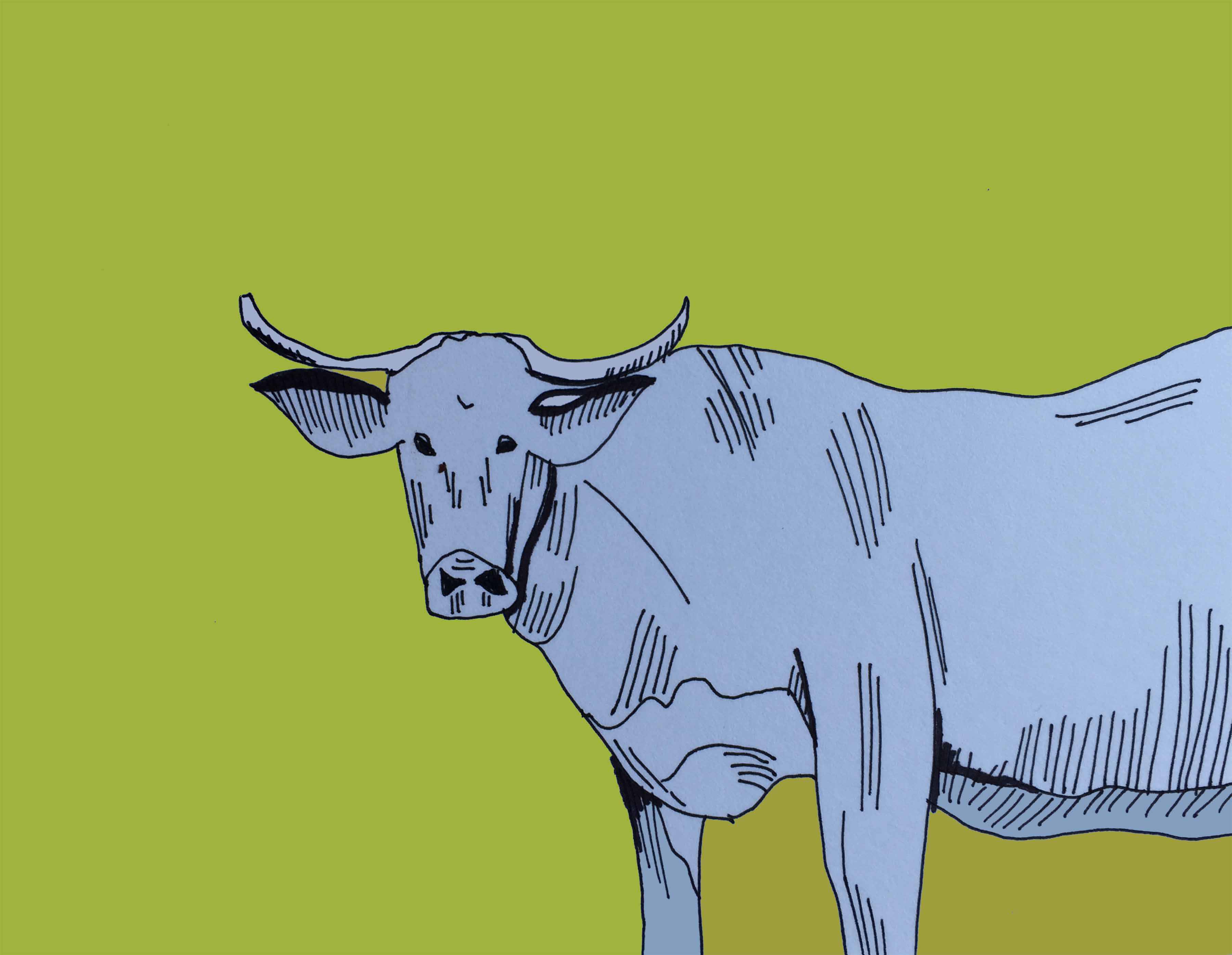 art every day number 167 / illustration / drawing / cow portrait one