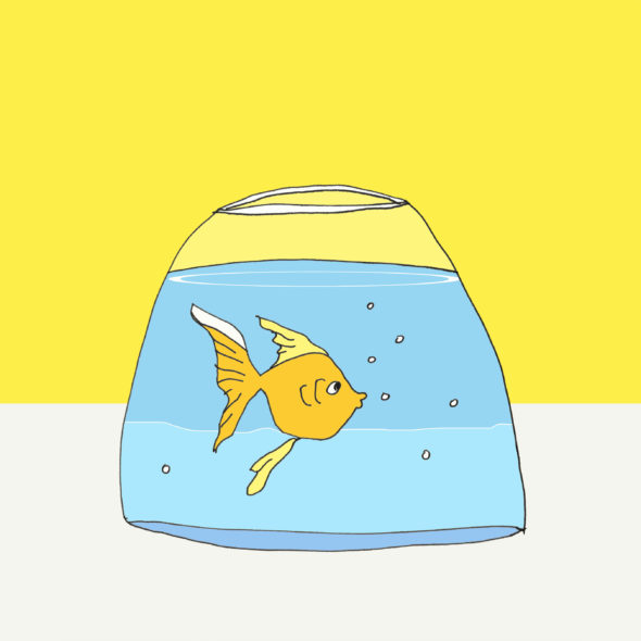 art every day number 215 fishbowl limitations