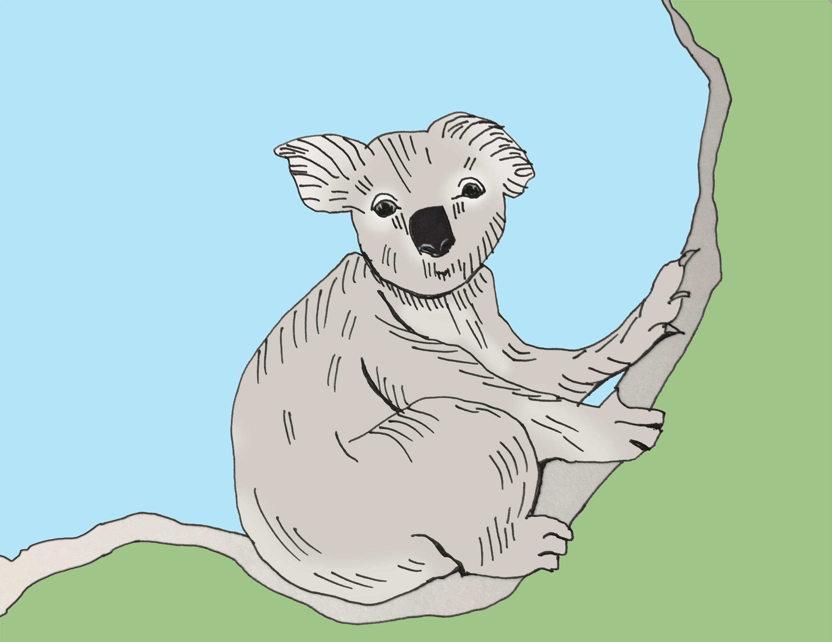 art every day number 211 illustration koala animal