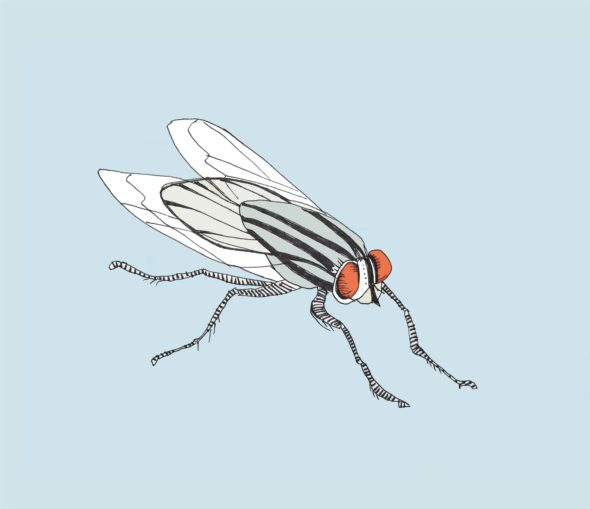 art every day number 255 fly 2 insect tiny infuriating gross