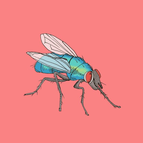 art every day number 292 illustration bluebottle fly 