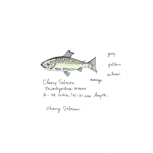 art every day number 381 cherry salmon ocean illustration