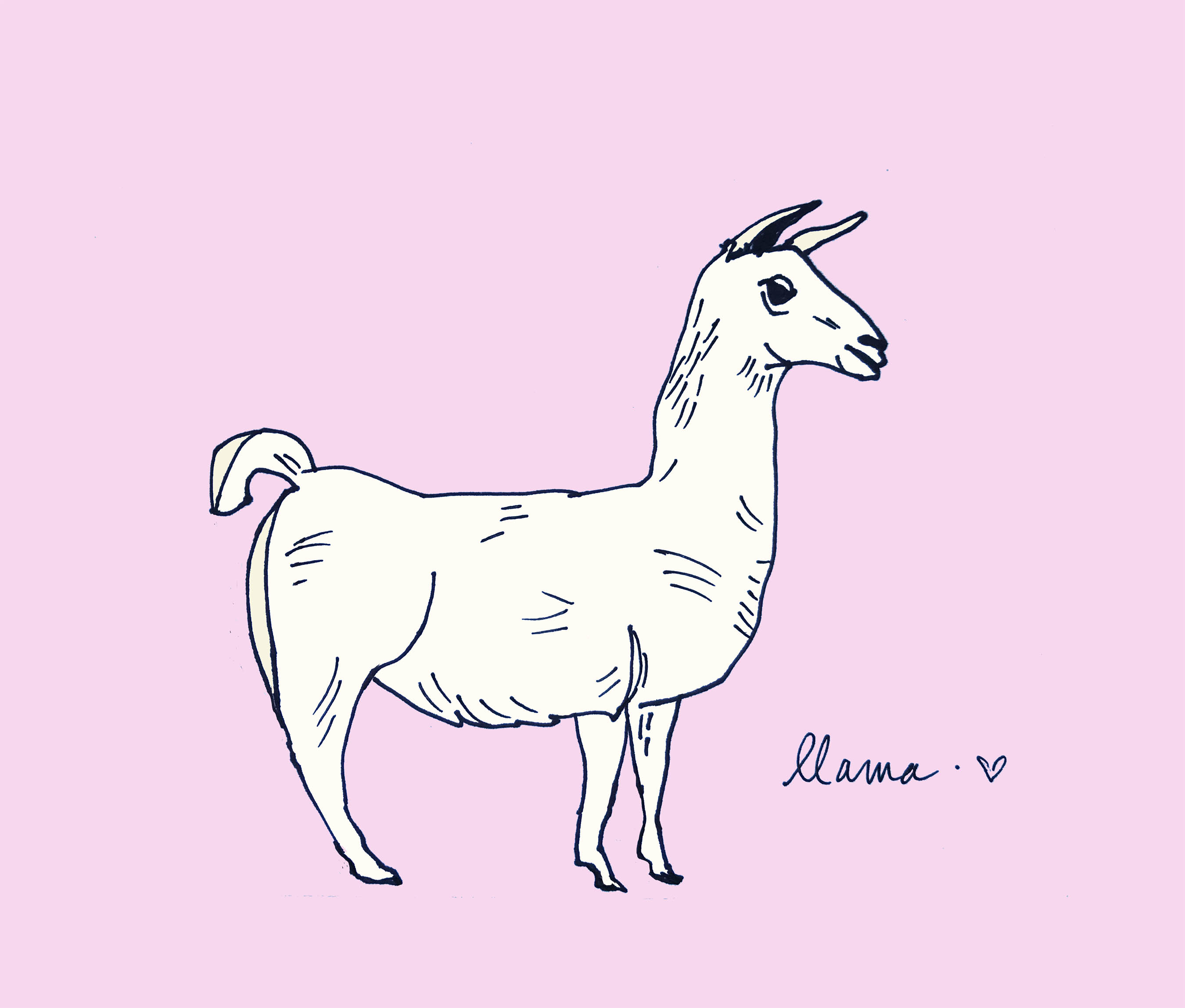 art every day number 411 llama love animal