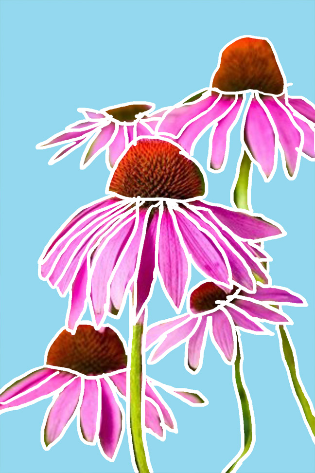 art every day number 547 echinacea photo sketch colour color garden flower