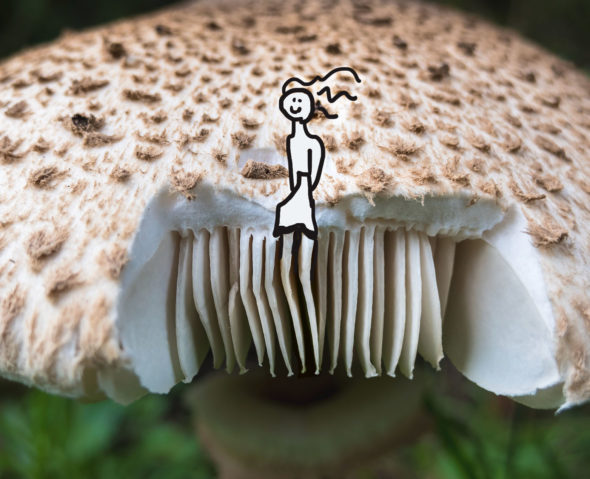 art every day number 550 doodle mushroom legs