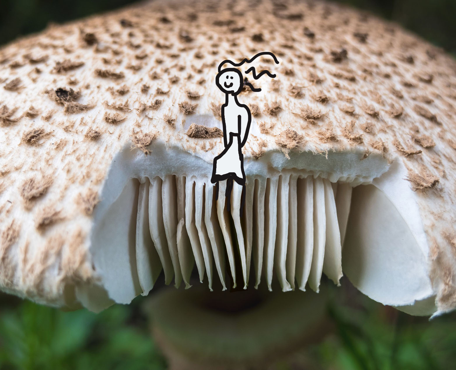 art every day number 550 doodle mushroom legs